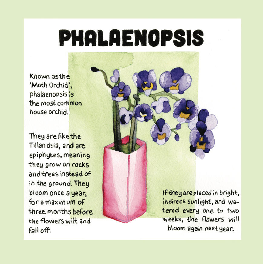 Watercolor plant studies by Madisyn Bearbower for Senior Project