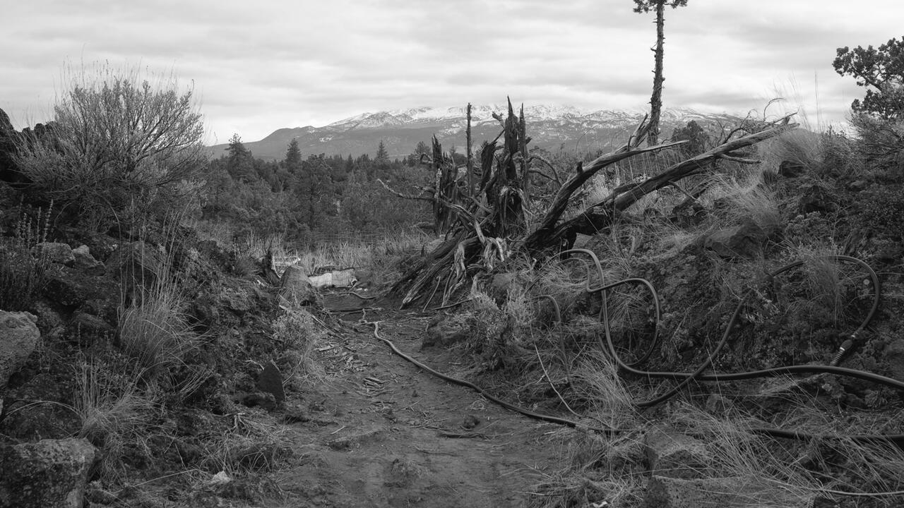 A landscape photograph of several dead trees and a dry enviornment, the photo is completely in black and white.