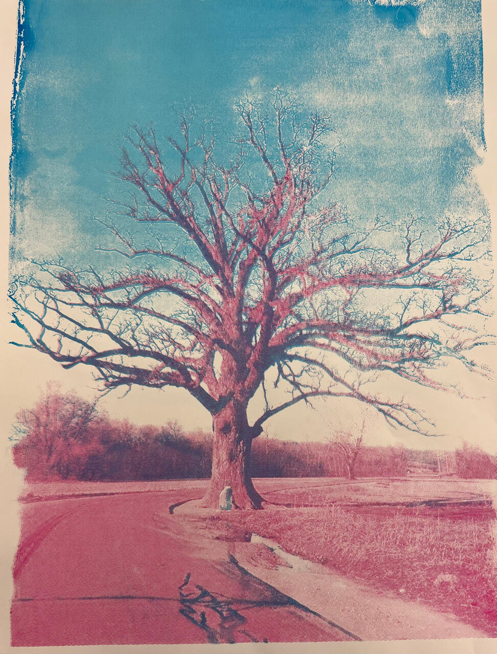 Burroak Tree