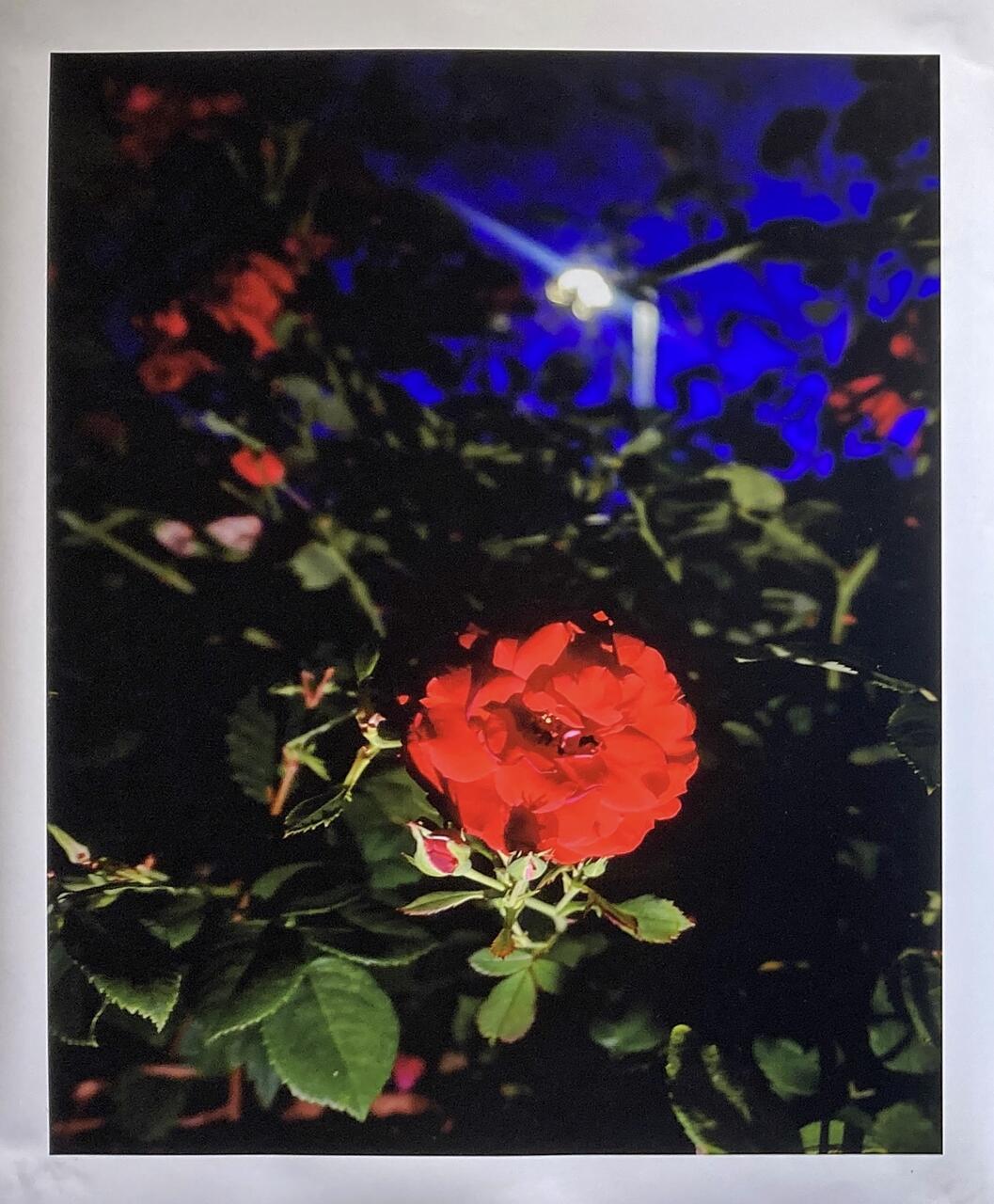 Color photograph of a plant at night. I red bud can be seen well lit in the foreground, a light source and dark blue sky can be seen in the background.