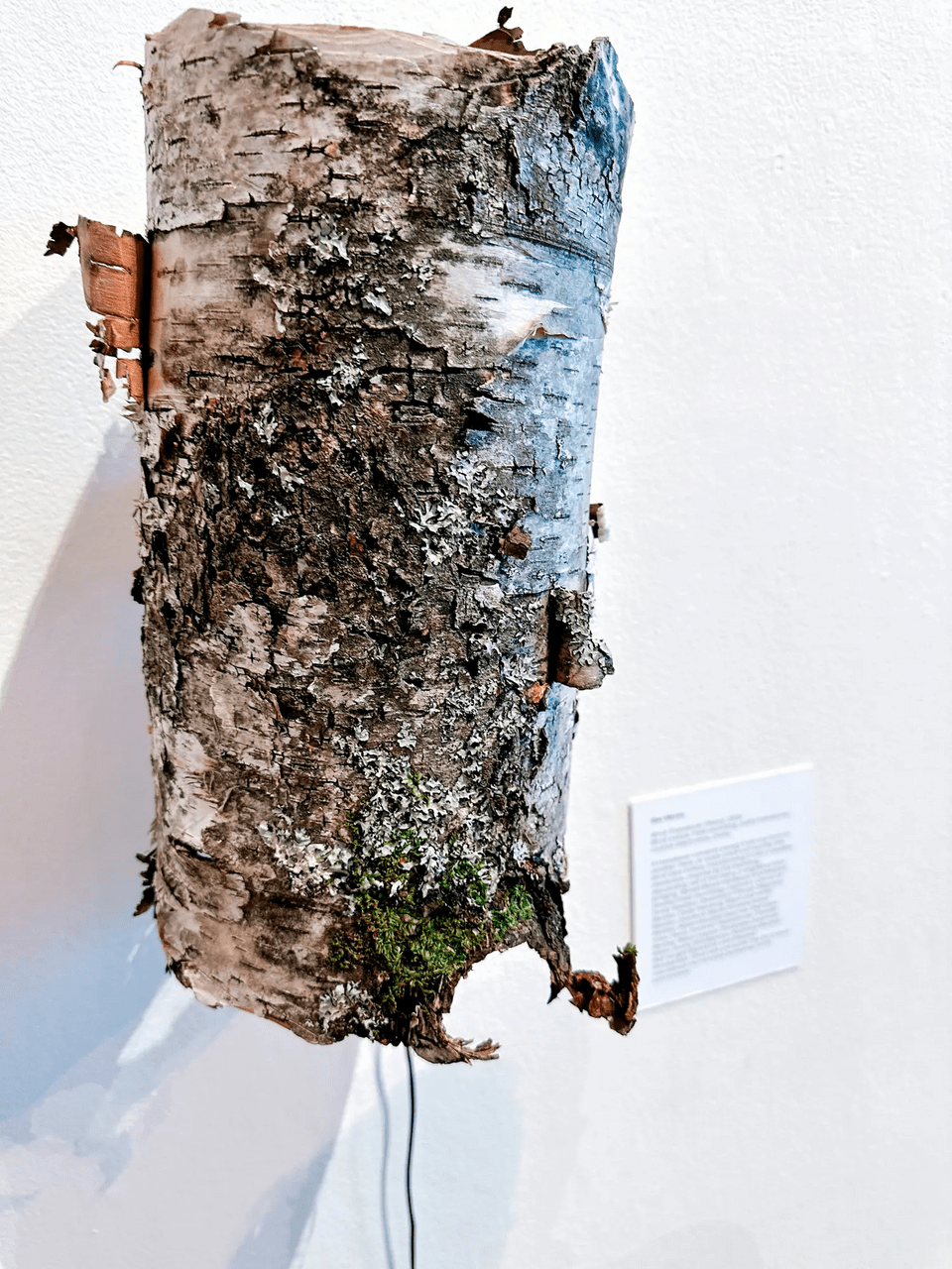 Ben Moren, “Birch Transducer (Veery)”
