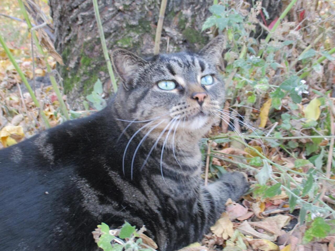 Alex Stoner's cat probably