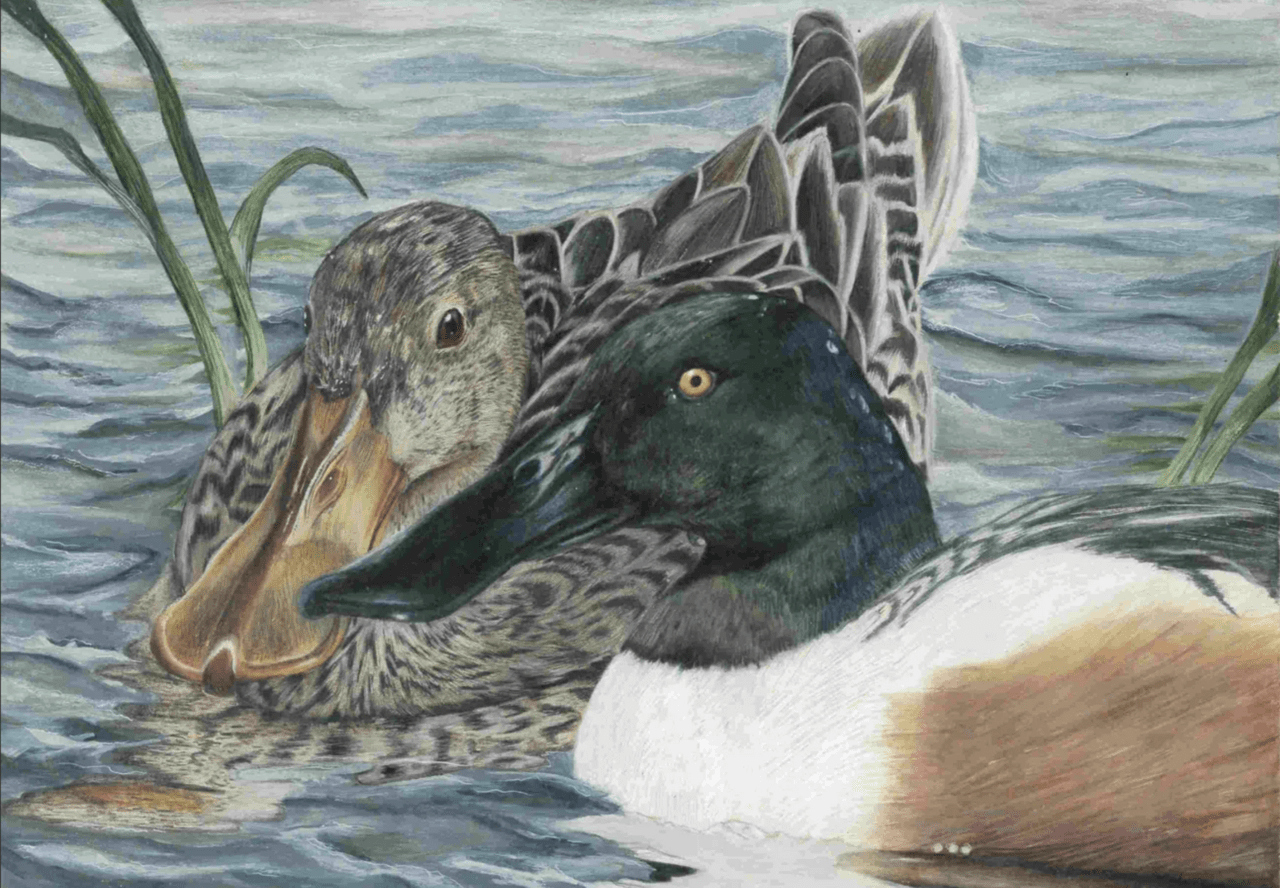 A male and female pair of Northern Shovelers floating across the water done in colored pencils by Francesca Gagarita.
