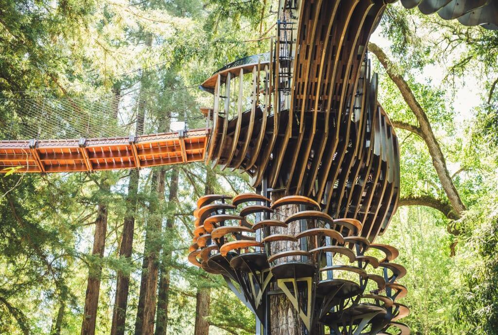 Cloud Ripple, Mill Valley. Tree house designed by Dustin Feider.
