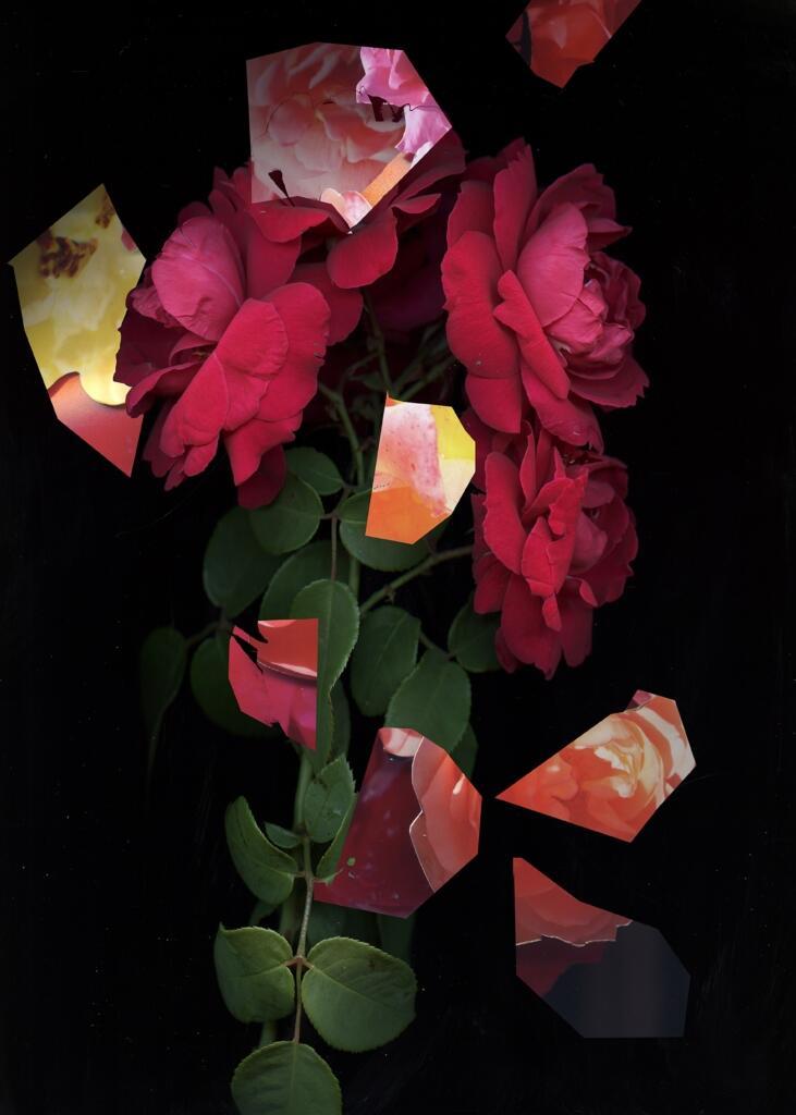 Regan Golden, "Last Rose of Summer"
