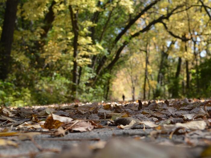 Three Rivers Trail in Humboldt