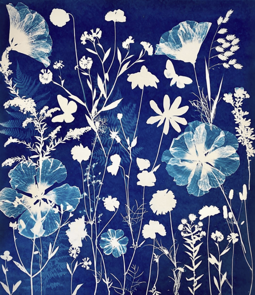 Cyanotype of various wildflowers by Shoshana Fink.